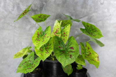 High angle view of leaves in potted plant