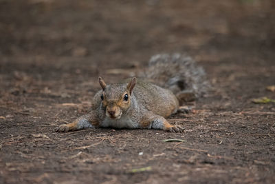 Portrait of squirrel on land