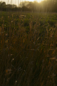 Close-up of grass growing on field