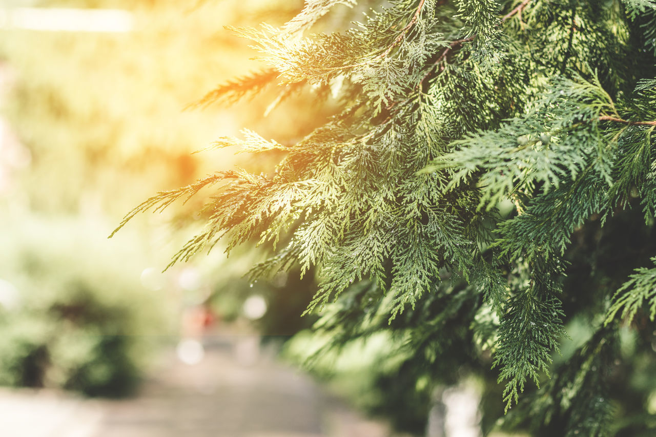 CLOSE-UP OF PINE TREE IN WINTER