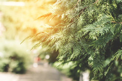 Close-up of pine tree during winter