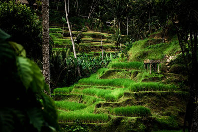 Plants growing on land