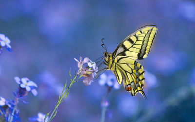 Close-up of butterfly perching on flower