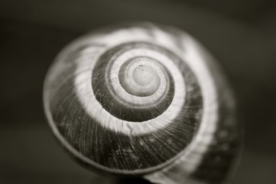 Close-up of snail on black background