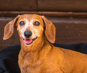 Close-up portrait of dog looking at camera