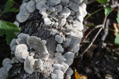 Close-up of mushrooms growing on tree