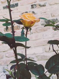 Close-up of yellow flowering plant