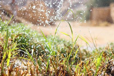 Wet grass on field during rainy season