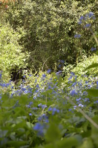 Flowers growing in grass