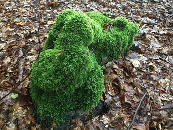 High angle view of moss growing on tree trunk