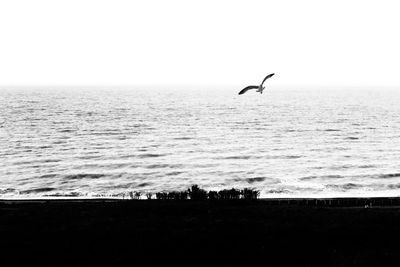 Bird flying over sea against sky