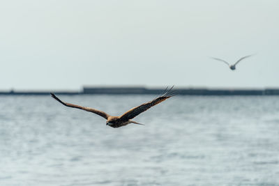 Seagulls flying over sea against sky