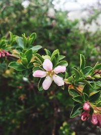 Close-up of flowers blooming outdoors