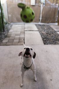 Portrait of dog standing on footpath