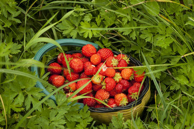 Close-up of strawberries in basket