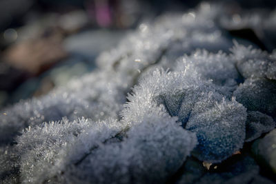 Close-up of frozen plant