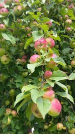 Low angle view of berries growing on tree