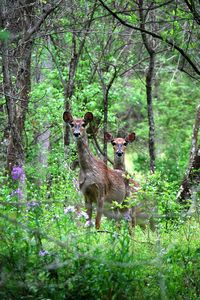 Deer in forest