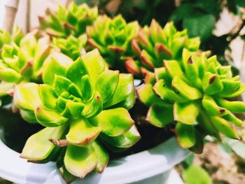 High angle view of succulent plant