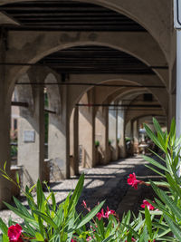 View of flowering plants by bridge and building