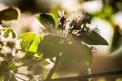 Close-up of plant