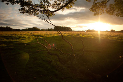 Scenic view of landscape at sunset