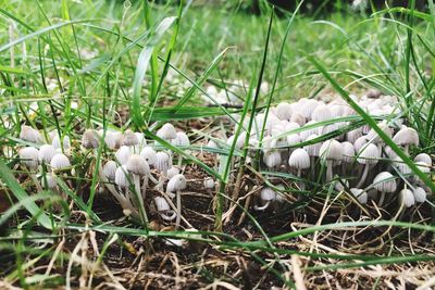 Close-up of white flowers