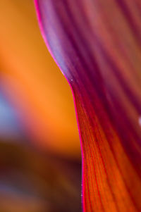 Macro shot of purple flowering plant