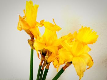 Close-up of yellow flowers