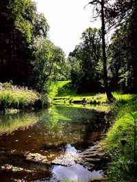 Scenic view of river amidst trees in forest