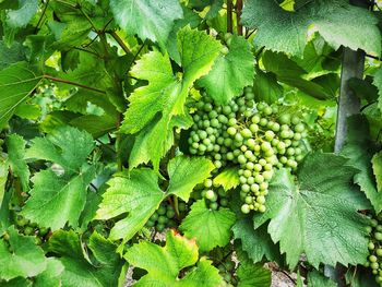 Close-up of grapes growing in vineyard