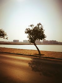 Tree on beach against clear sky