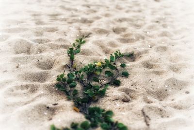 High angle view of plant on sand