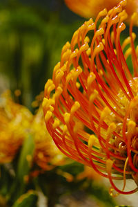 Close-up of yellow flowering plant