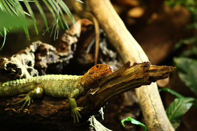 Close-up of lizard on branch