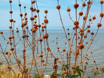 Close-up of plants by sea against sky