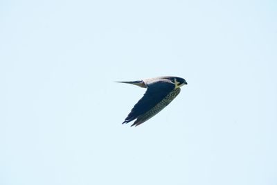 Low angle view of bird flying against clear sky