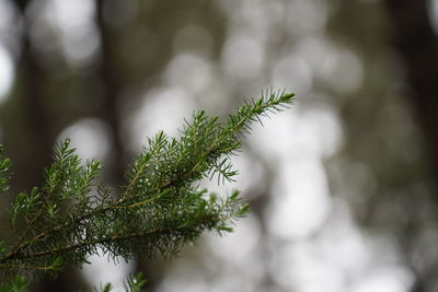 Close-up of pine tree leaves