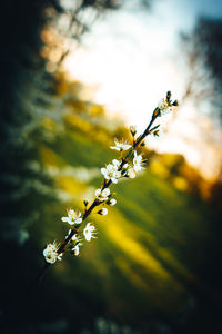 Close-up of flowers on branch