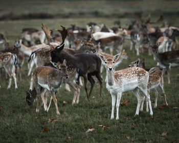 Deer in a field