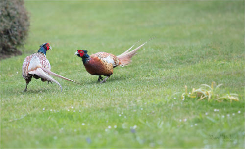 Ducks on a field