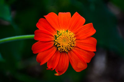 Close-up of red flower