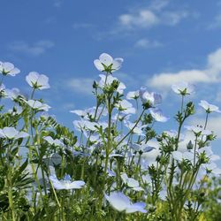 Close-up of flowers blooming against sky