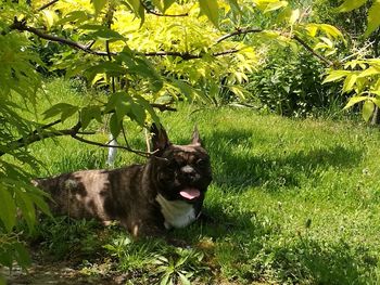 Portrait of dog on field