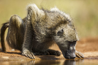 Close-up of monkey