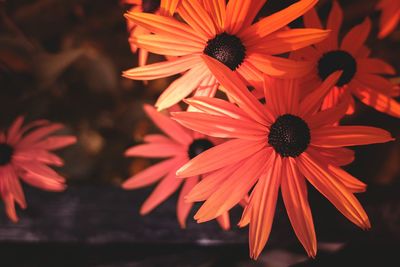 Close-up of black-eyed in park