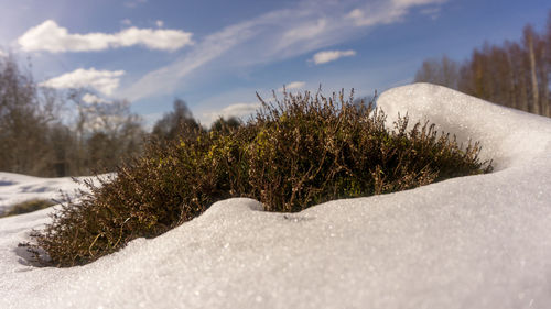 Scenic view of snow covered field