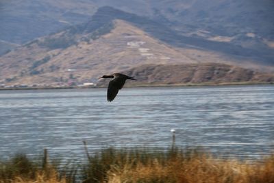 Bird flying over lake