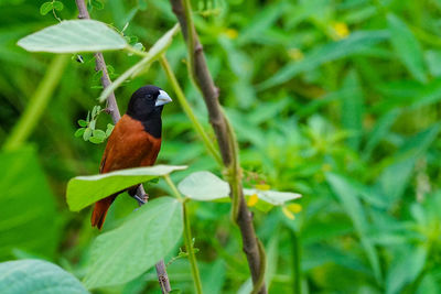 Bird perching on a plant