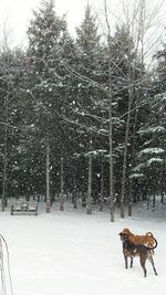 Dog on snow covered trees during winter